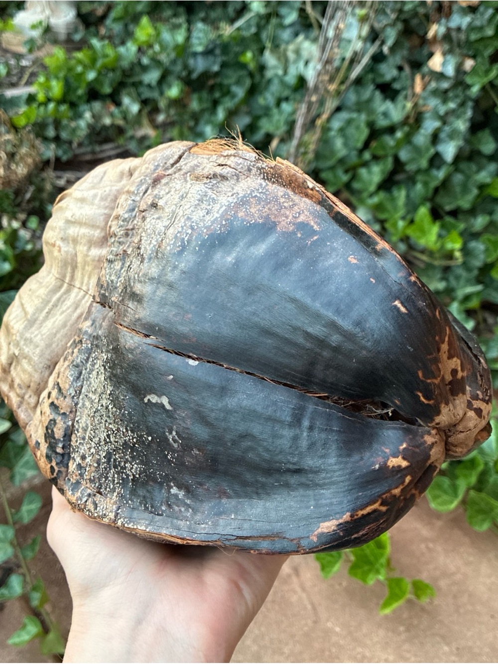 Natural Coconut Shell - Dark Brown/Black Natural Cabinet of Curiosities